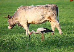 Weißstorch, Ciconia ciconia  (3)