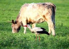 Weißstorch, Ciconia ciconia  (4)