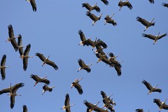 Weißstorch, Ciconia ciconia  (5)