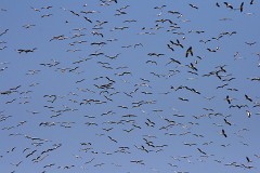 Weißstorch, Ciconia ciconia  (6)