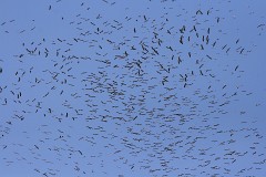 Weißstorch, Ciconia ciconia  (7)