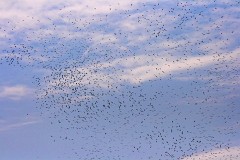 Weißstorch, Ciconia ciconia  (8)