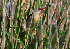 Zwergdommel, Ixobrychus minutus (1)