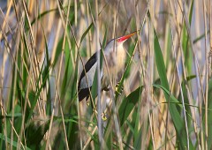 Zwergdommel, Ixobrychus minutus (2)