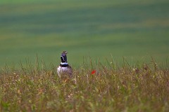 Zwergtrappe, Tetrax tetrax (1)