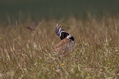 Zwergtrappe, Tetrax tetrax (2)