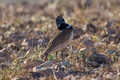 Zwergtrappe, Tetrax tetrax (3)