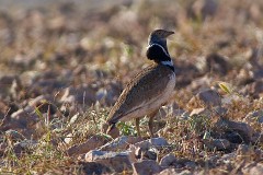 Zwergtrappe, Tetrax tetrax (4)