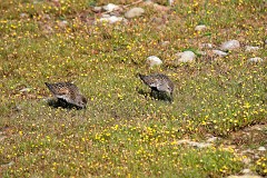 Alpenstrandläufer, Calidris alpina (10)