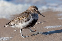Alpenstrandläufer, Calidris alpina (2)