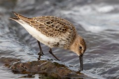 Alpenstrandläufer, Calidris alpina (3)