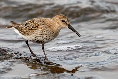 Alpenstrandläufer, Calidris alpina (4)