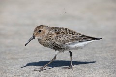 Alpenstrandläufer, Calidris alpina (7)