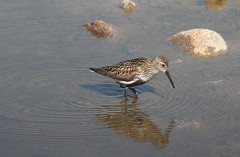 Alpenstrandläufer, Calidris alpina (9)