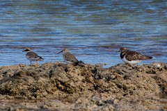 Alpenstrandläufer, Steinwälzer und Sandregenpfeifer, Calidris alpina, Arenaria interpres, (1)