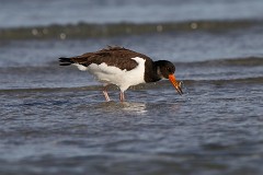 Austernfischer, Haematopus ostralegus (1)