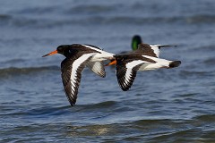 Austernfischer, Haematopus ostralegus (2)