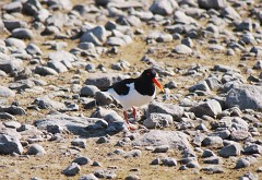 Austernfischer, Haematopus ostralegus (4)