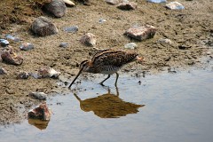Bekassine, Gallinago gallinago (1)