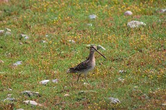 Bekassine, Gallinago gallinago (2)