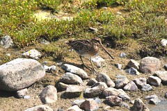 Bekassine, Gallinago gallinago (3)