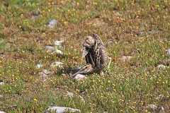 Bekassine, Gallinago gallinago (4)