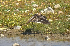 Bekassine, Gallinago gallinago (5)