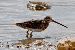 Bekassine, Gallinago gallinago (6)