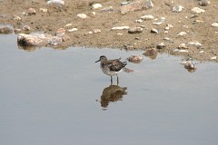 Bruchwasserläufer, Tringa glareola (1)