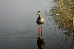 Dunkler Wasserläufer, Tringa erythropus (1)