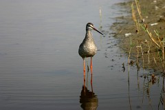 Dunkler Wasserläufer, Tringa erythropus (2)