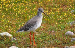 Dunkler Wasserläufer, Tringa erythropus (3)
