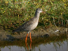 Dunkler Wasserläufer, Tringa erythropus (4)