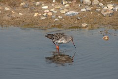 Dunkler Wasserläufer, Tringa erythropus (5)