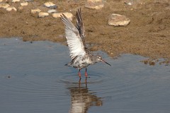 Dunkler Wasserläufer, Tringa erythropus (6)