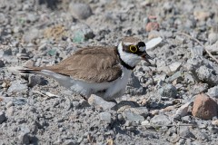 Flußregenpfeifer, Charadrius dubius (2)