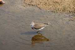 Flußuferläufer, Actitis hypoleucos (1)