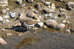 Flußuferläufer, Actitis hypoleucos (2)