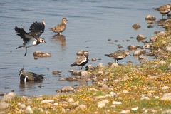 Goldregenpfeifer und Kiebitz, Pluvialis apricaria and Vanellus vanellus (1)