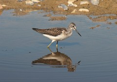 Grünschenkel, Tringa nebularia (2)
