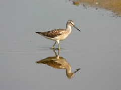 Grünschenkel, Tringa nebularia (4)