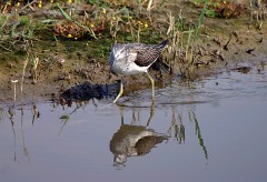 Grünschenkel, Tringa nebularia (9)