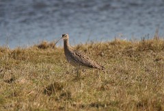Großer Brachvogel, Numenius arquata (1)