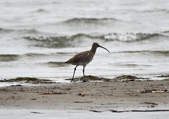Großer Brachvogel, Numenius arquata (2)