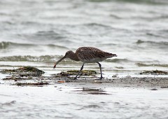 Großer Brachvogel, Numenius arquata (3)