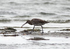 Großer Brachvogel, Numenius arquata (4)