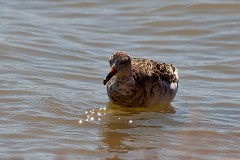 Kampfläufer, Philomachus pugnax (2)