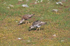 Kampfläufer, Philomachus pugnax (6)