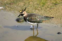 Kiebitz, Vanellus vanellus (1)