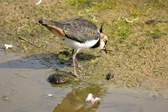 Kiebitz, Vanellus vanellus (2)